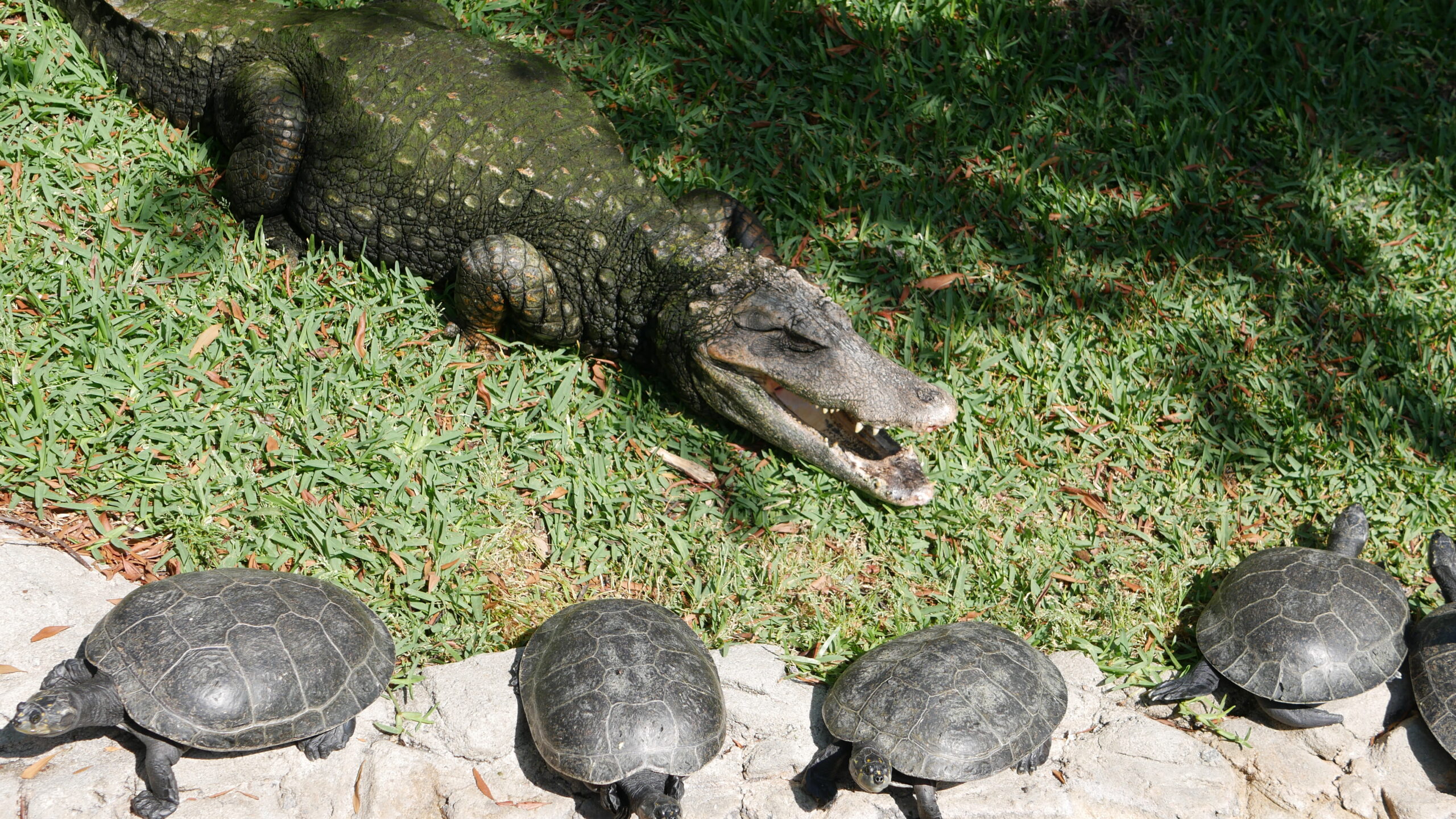Alligator, Turtles