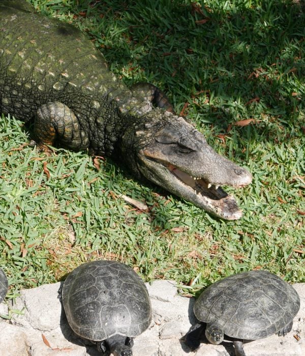 Alligator, Turtles