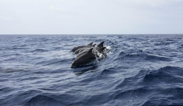 dolphins