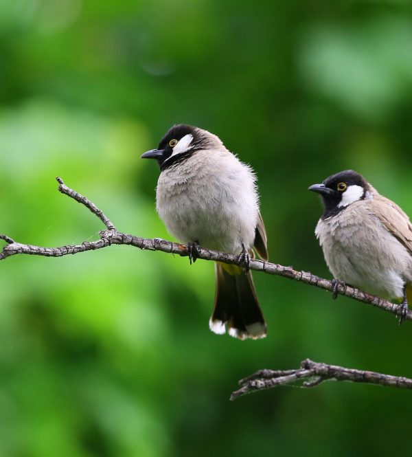 birds